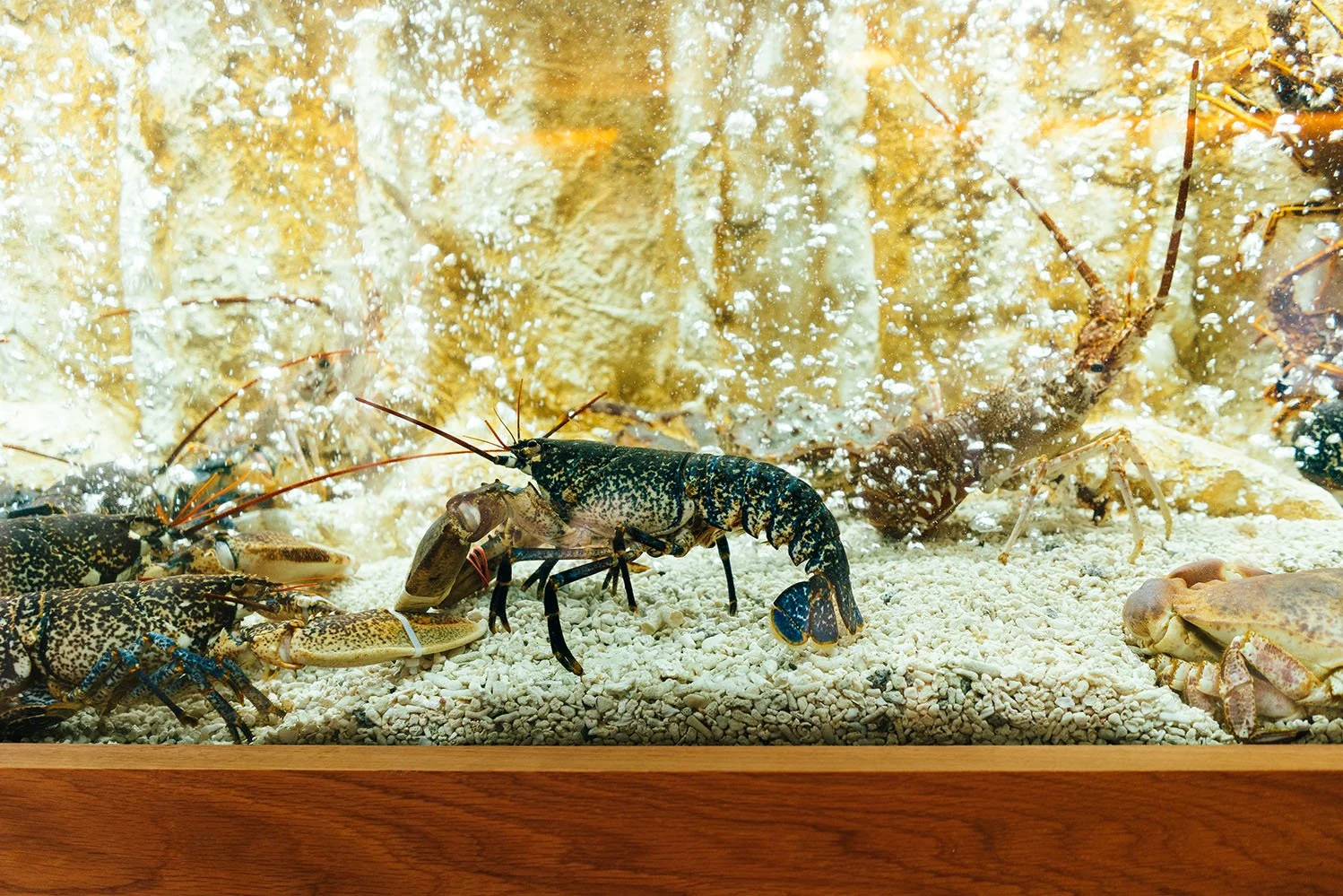 Marisqueira Azul seafood in Lisbon